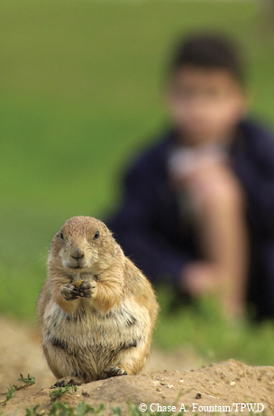 prairie dog